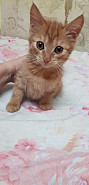 Отдам бесплатно котят 2 месяца Алматы