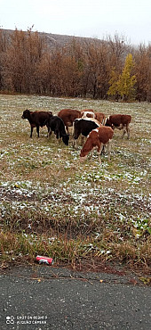 Крупный рогатый скот (КРС), коровы, телята Алтай