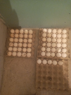 яйца индук Алматы