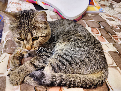 Срочно! Котик ищет дом, Астана Нур-Султан