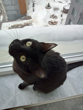 черная кошка бесплатно Нур-Султан