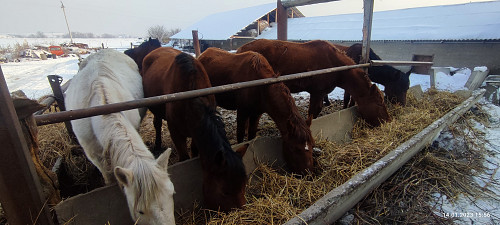 Продаютя лошади Алматы