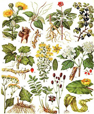 Лекарственные травы, корни, плоды Нур-Султан