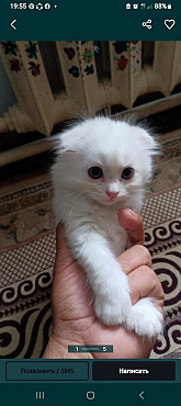 отдам котят вислоушки Алматы