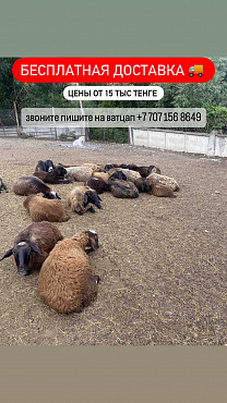 бараны овцы козы ягнята меринос 22 Костанай