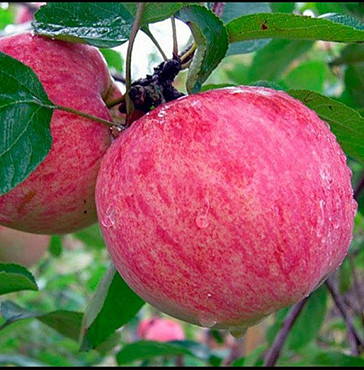 Саженцы плодовых деревьев (яблони, груши, вишня, черешня, слива, абрикос, персик) Есик
