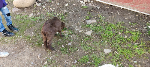 Продам козлят самцов заанеских Каргалы (п.Фабричный)
