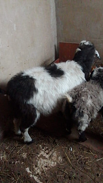 Продам козу беременна Каргалы (п.Фабричный)