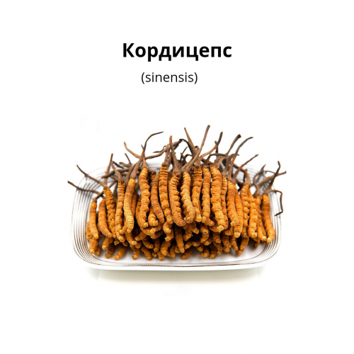 Кордицепс (sinensis) Кокшетау