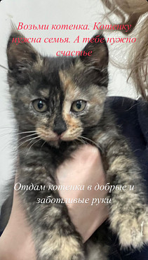 Котенок черепашка Алматы