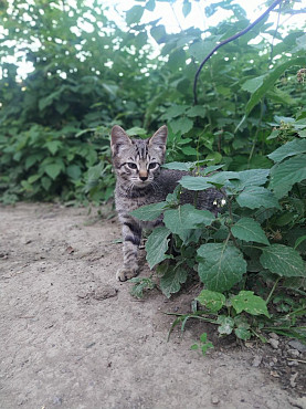 Срочно отдал двух месячных котят в добрые руки Алматы