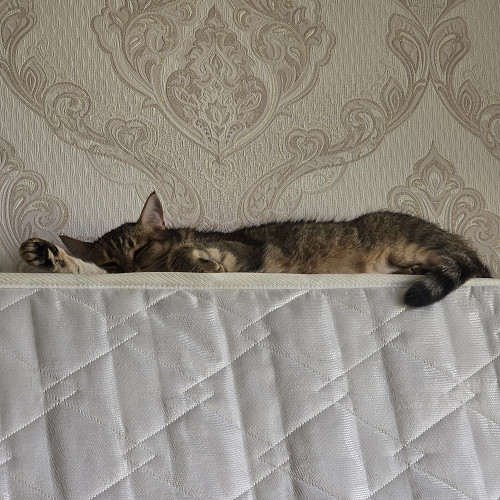 Продам мебель и отдам даром (котя не продается) Нур-Султан
