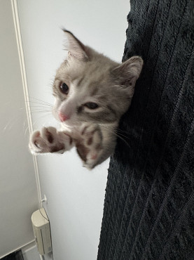 Котенок в хорошие руки Алматы
