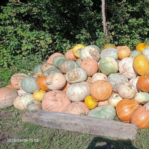 Кормовая тыква Усть-Каменогорск