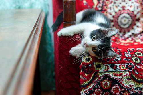 Котенок девочка Шымкент