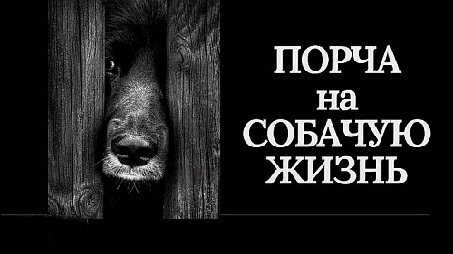 Алматы! Чёрная Магия! Порча На Собачью Жизнь Обидчику! Обидчик Потеряет Всё Своё Имущество! Алматы