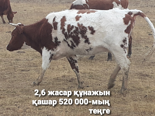 2-бас бар саттық, 2,6-жасар құнажын қашар және сиыр Жанибек