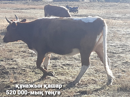 3-бас бар саттық(2-құнажын қашар және 1-сиыр) Жанибек