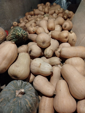 Продам тыкву 200тг Алматы