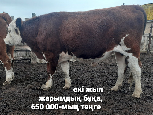 11-бас сатылады(1-бұқа,2-сиыр,4-құнажын қашар,1-ұрғашы-3-еркек баспақ) Жанибек