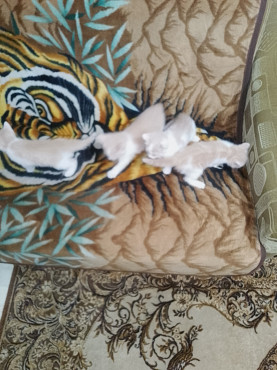 Котята Усть-Каменогорск