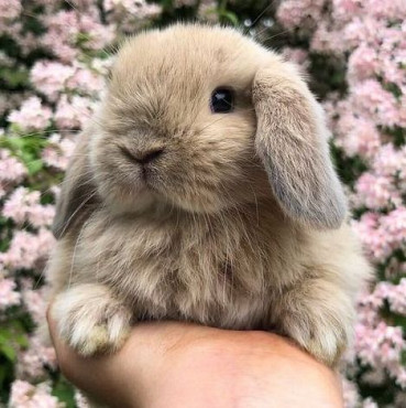 Кролик Алматы