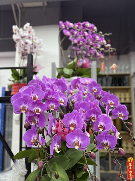 ЦВЕТЫ КОМНАТНЫЕ Алматы