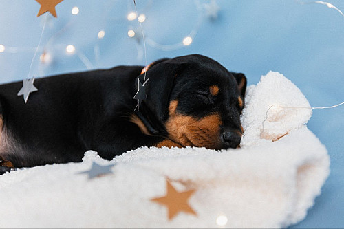 Немецкий пинчер щенки черно-подпалые Павлодар