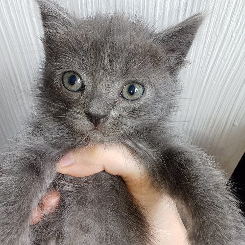 Котята бесплатно Актау