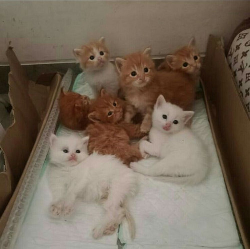 Домашние ласковые котята Алматы